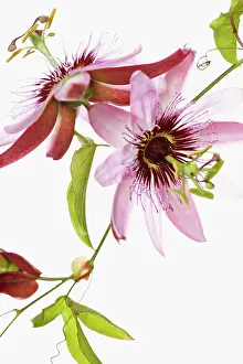 Tendril: Passion flower