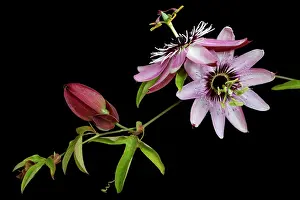 Tendril: Passion flower