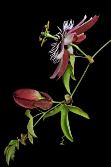 Tendril: Passion flower