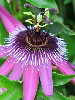 Geometrical: Passion flower