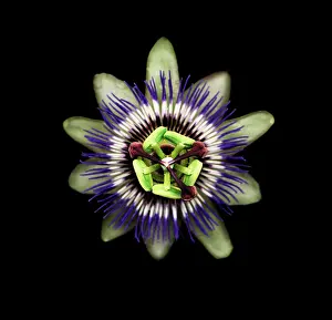Blown: Passion flower