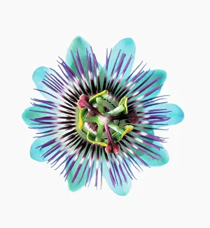 Geometrical: Passion flower
