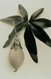 Monotone: Passion flower