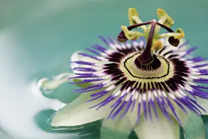 Opulent: Passion flower