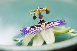 Opulent: Passion flower