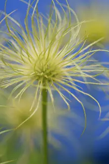 Crazy: Passion flower