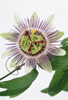 Fabulous: Passion flower