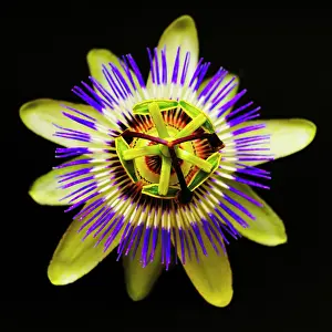 Creeper: Passion flower