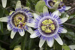 Stamens: Passion Flower - Isles of Scilly - UK