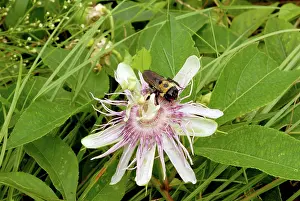 Pollinator: Passion Flower Pollinator