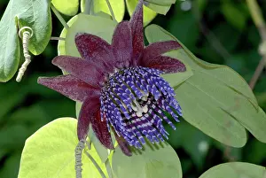 Twelve: Passion Flower / Trilobed Passion Flower / Twelve-petaled