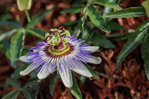 Plante Grimpante: passion flowers