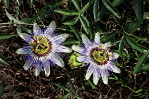 Plante Grimpante: passion flowers