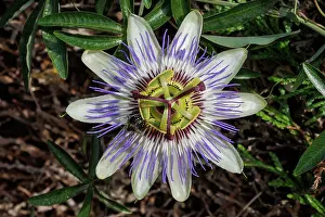 Plante Grimpante: passion flowers