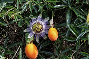 Plante Grimpante: passion flowers