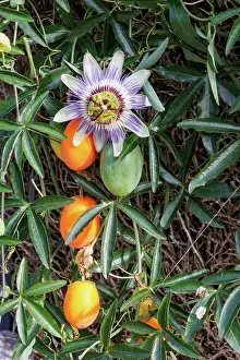 Plante Grimpante: passion flowers