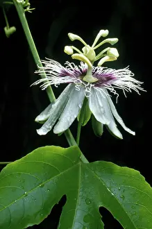 Trinidad: Passionflower