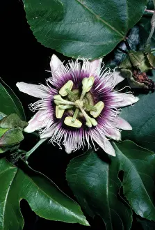 Edulis: Passionflower