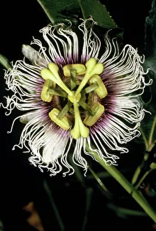 Edulis: Passionflower