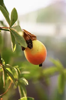 Edulis: Passionfruit