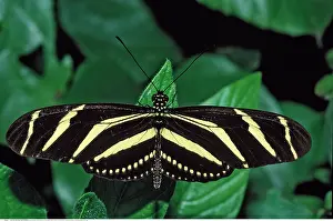 Lodge: Passionsblumenfalter, giftiger Schmetterling, Heliconius