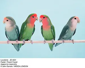 Pastel / Peach-Faced / Rosy-faced Lovebirds - four on perch