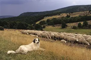 Guards: Pastoral scene in Coucouron Ardeche France