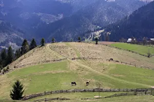 Rumania: Pasture and hay meadows Apuseni Mountains Romania