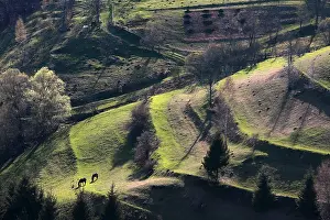 Rumania: Pasture and hay meadows Apuseni Mountains Romania