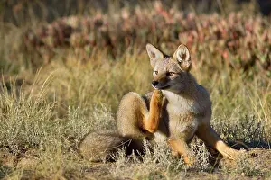 Pampa: Patagonia young fox lying in the pampa scratching