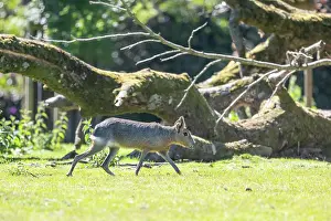 Campagne: PATAGONIAN CAVY
