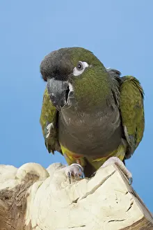 Psittacinae: Patagonian Conure