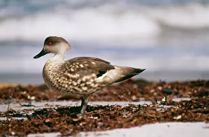 Lophonetta: Patagonian Crested Duck