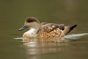 Lophonetta: Patagonian Crested Duck - on the water