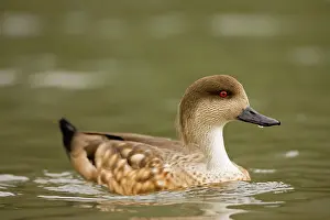 Lophonetta: Patagonian Crested Duck - on the water