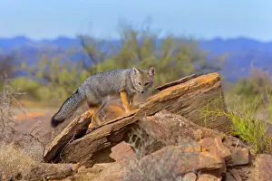 Pseudalopex: Patagonian Fox / Argentine Gray Fox / Argentine