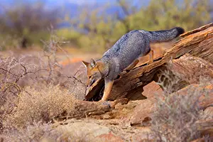 Pseudalopex: Patagonian Fox / Argentine Gray Fox / Argentine