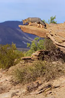 Pseudalopex: Patagonian Fox / Argentine Gray Fox / Argentine