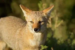 Zorro: Patagonian Fox - portrait of a young fox