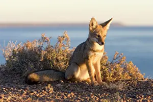 Pseudalopex: Patagonian Grey Fox