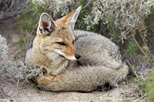 Pseudalopex: Patagonian Grey FOX