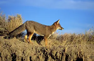 Pseudalopex: Patagonian Grey FOX