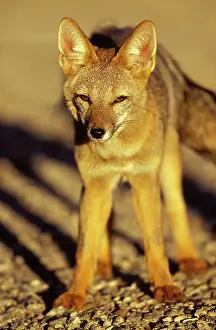 Pseudalopex: Patagonian Grey FOX