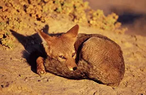 Pseudalopex: Patagonian Grey FOX