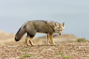 Pseudalopex: Patagonian Grey FOX