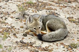 Pseudalopex: Patagonian Grey FOX