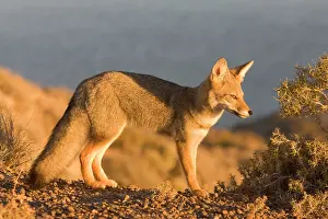 Pseudalopex: Patagonian Grey Fox