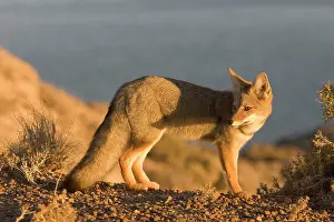 Pseudalopex: Patagonian Grey Fox