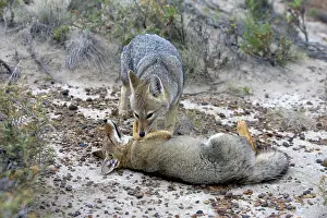 Mutual: Patagonian Grey FOX - grooming each other