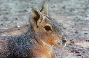 Dolichotis: Patagonian Mara